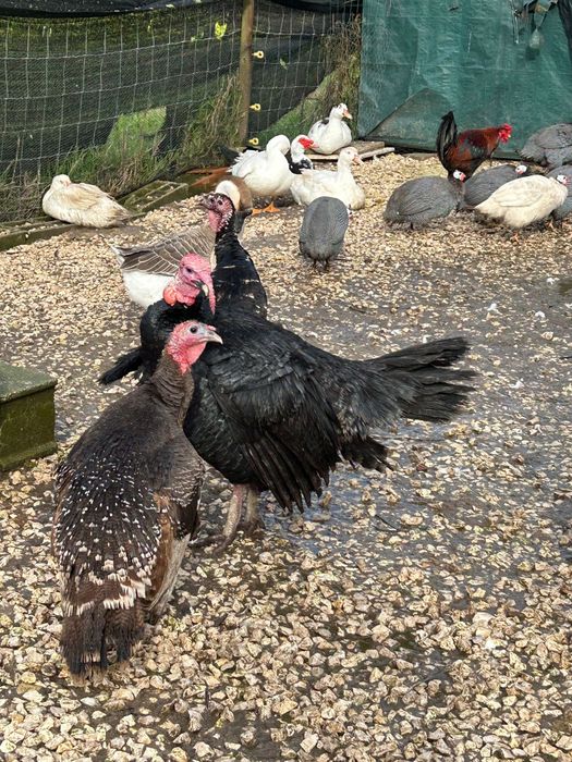 Perus  Machos Adultos