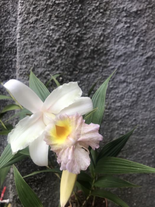 Orquidea Sobralia mirabilis