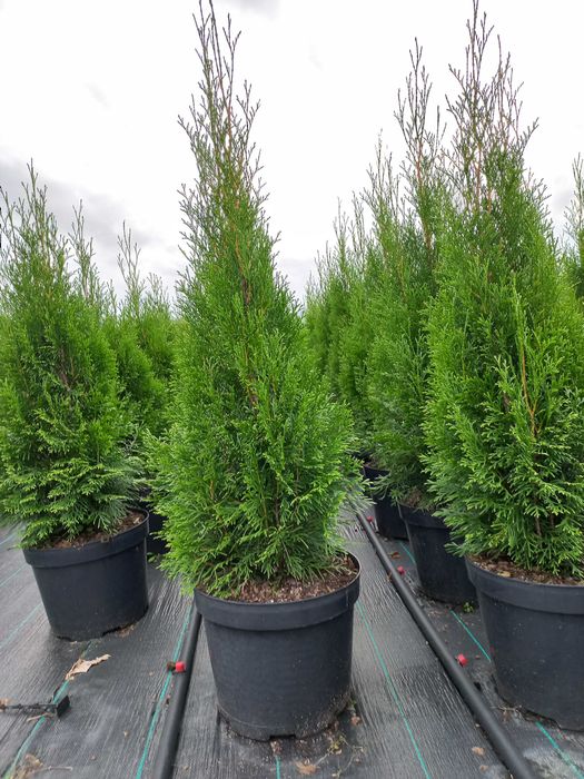 THUJA SZMARAGD 110-120 cm | Doniczka 10L | Producent