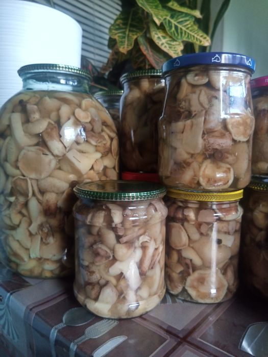 Мариновані маслюки .