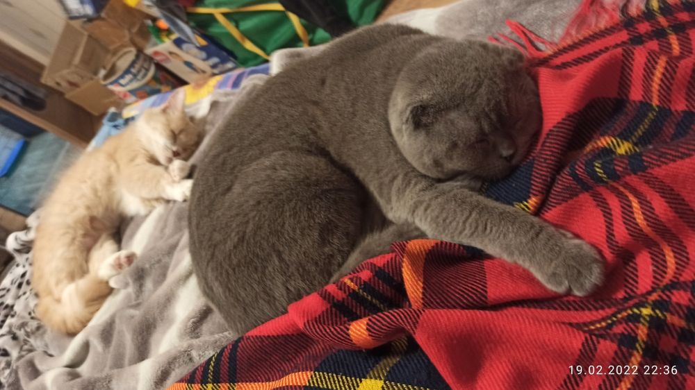 Кіт на злучку Кот для кошки