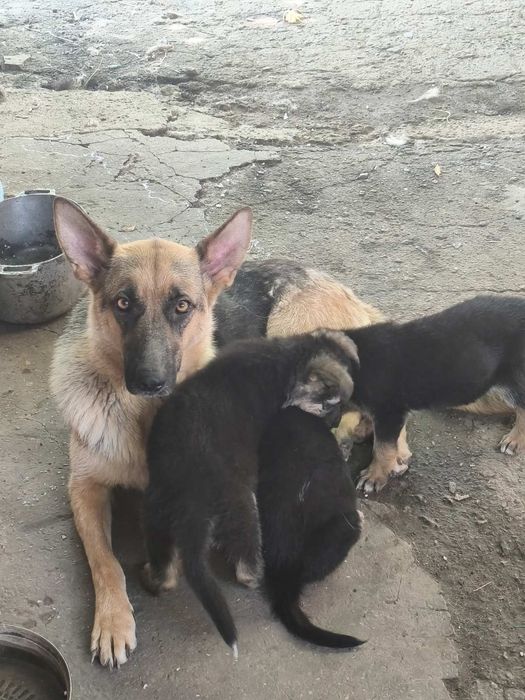 Цуценята німецької вівчарки Одеса