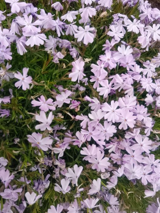 Квіти багато різних