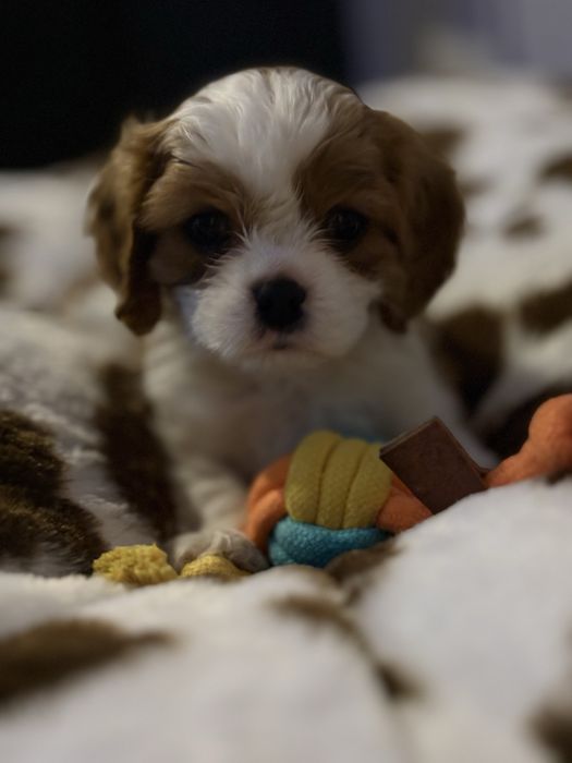 Cavalier King Charles Spaniel FCI piesek blenheim