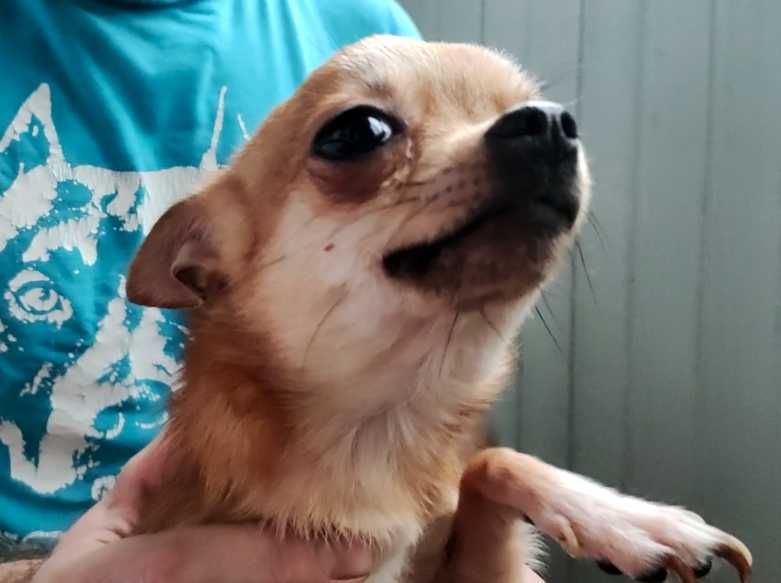 Маленькая девочка чихуа