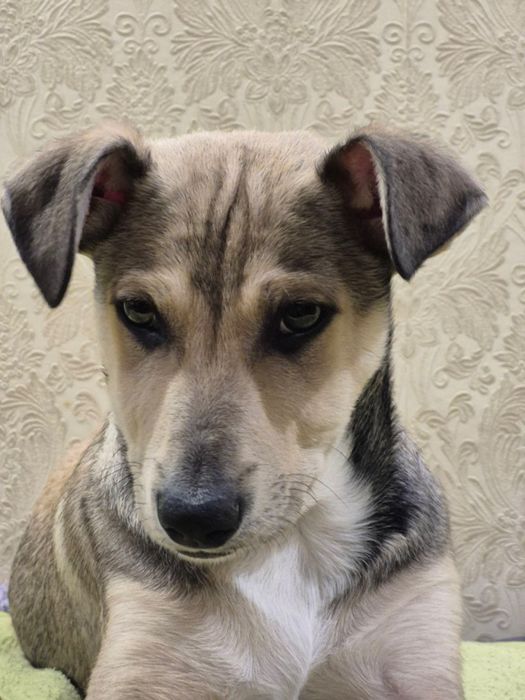 Пес. Собака. Собачка. Щенок. Цуценя.