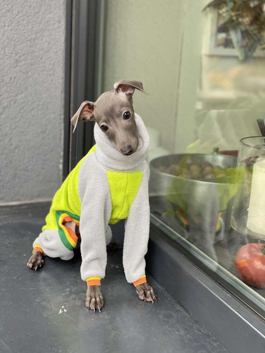 Charcik włoski chłopak