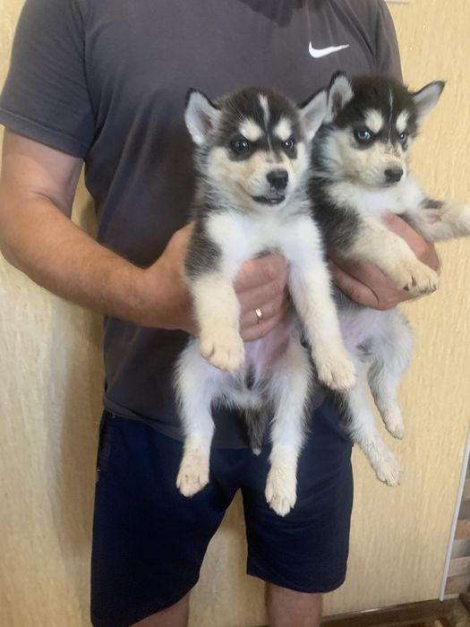 Продам цуценят Хаскі