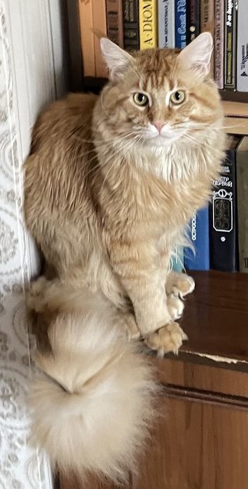 Мейнкуны  разный окрас и возраст ,крупные  с документамиWCF.