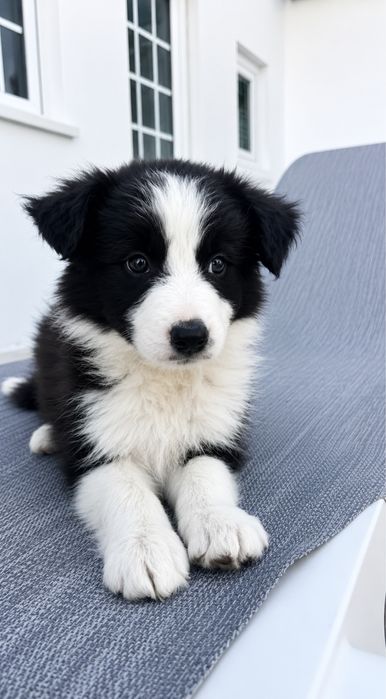 Border Collie Macho