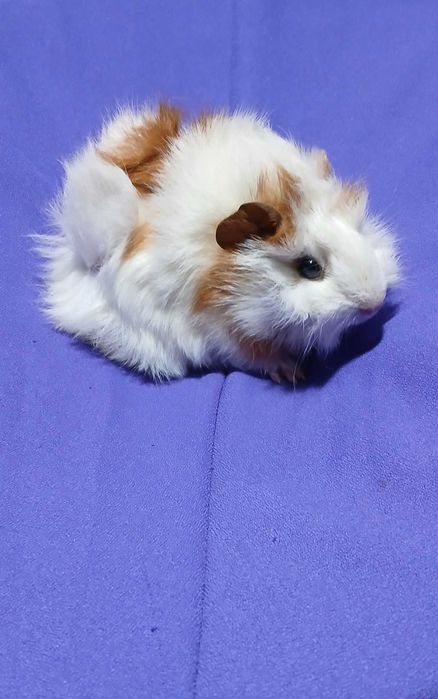 Морські свинки,  порода розетка.