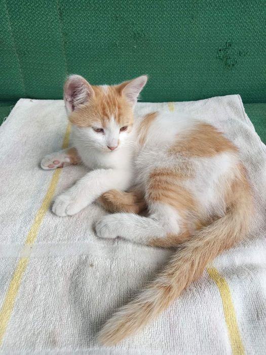 Котик в добрі руки