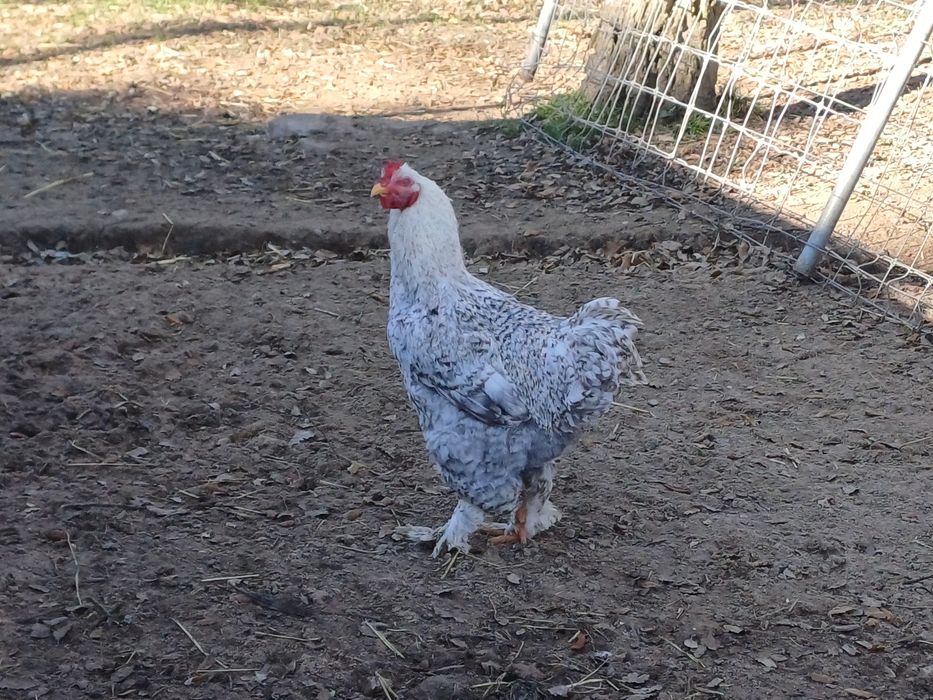 Galos Brahma grande porte