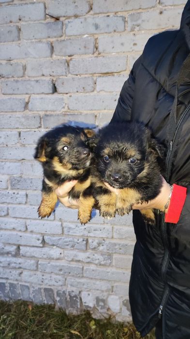 Oddam szczeniaki w dobre ręce.