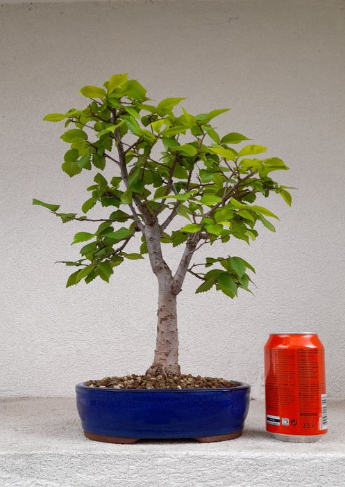 Bonsai Zelkova Serrata