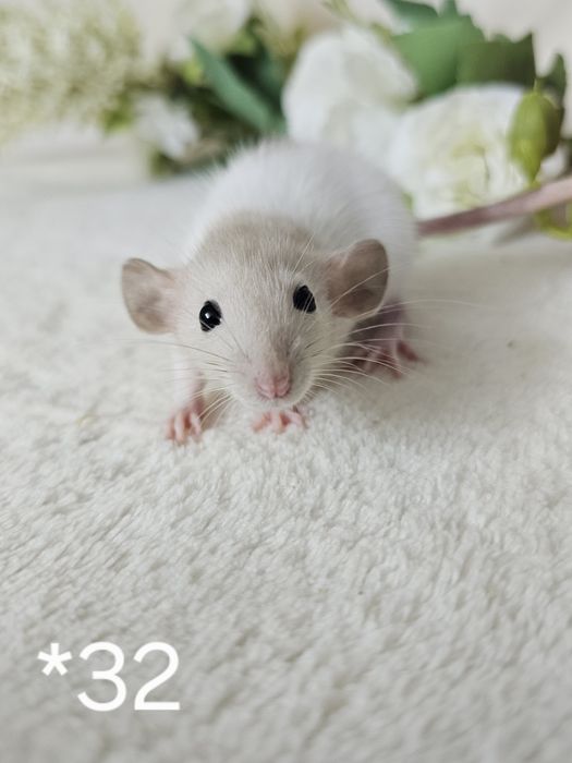 Szczur szczury szczurki