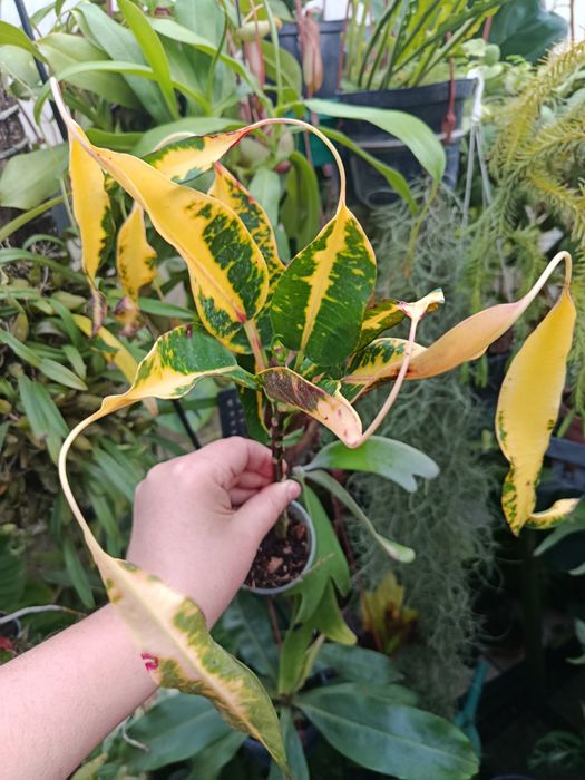 Кротон codieum Glasses