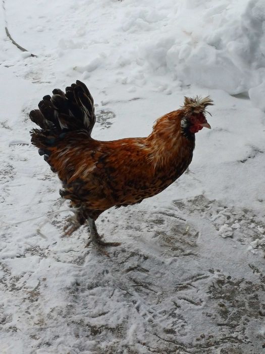 Sprzedam koguty rasowe