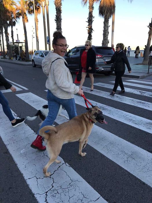 Petsitter, hotel dla psów, opieka nad psem, spacery