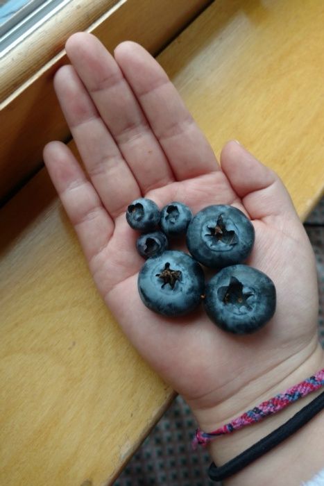 Planta MIRTILO GIGANTE ja com envio