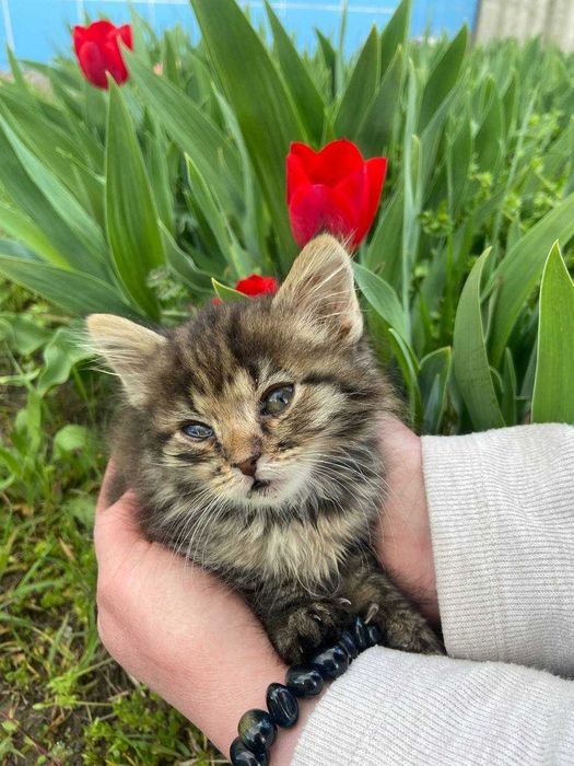 Кошеня, хлопчик, 1 місяць