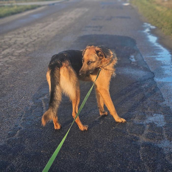 Twix - pies o oryginalnej urodzie i cudownym charakterze