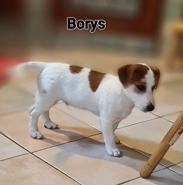 Jack Rusell Terrier gładkowłosy chłopak. Hodowla z 19 letnim stażem