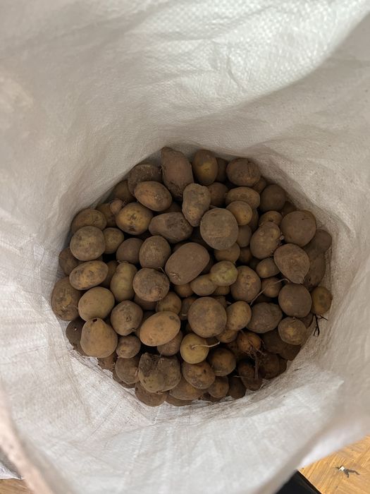 Продам дрібну картоплю