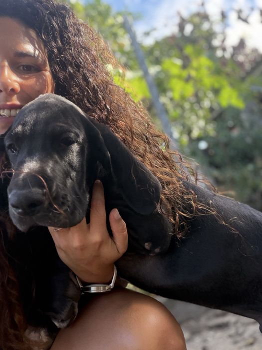 Dogue alemao femêa