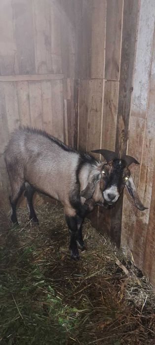 Продам англонубійського цапа