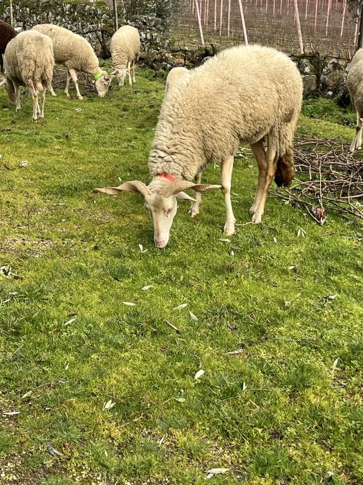 Ovelha bordaleira nova