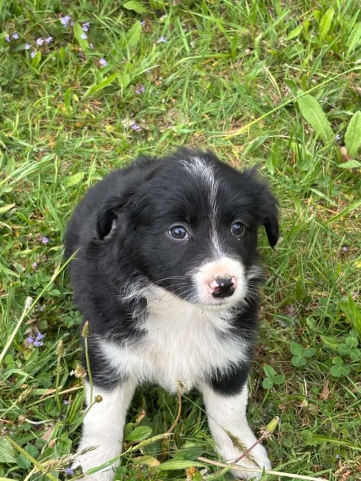 Suczka border collie
