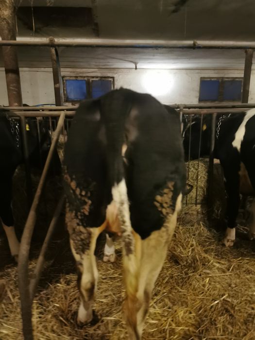 Jałówki cielne, jalowka hf cielna 10 i 21.04