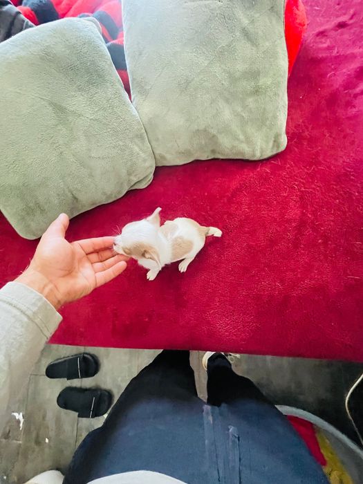 chihuahua fêmea