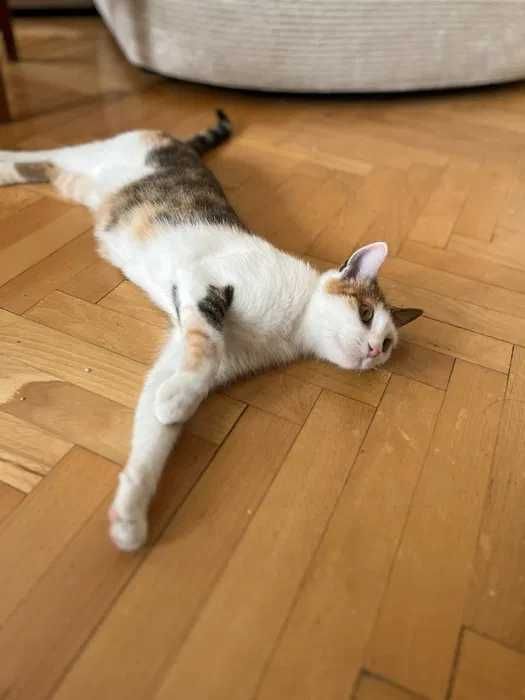 Kotka z bajki - Kania