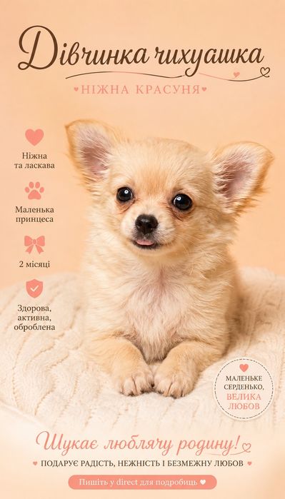 Чіхуахуа в гарно сім'ю