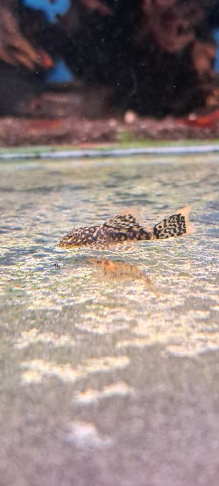 Glonojady ancistrus weloniaste oraz standard