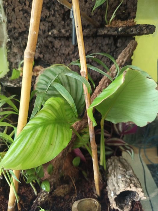 Terrarium na zamówienie