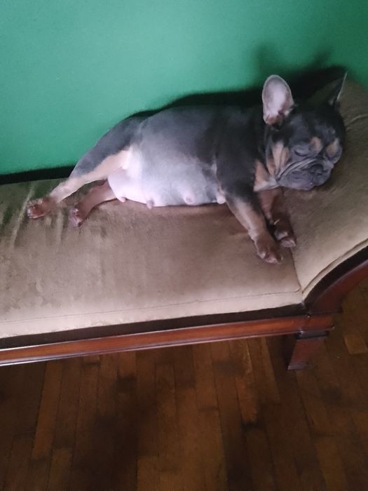 Французский бульдог