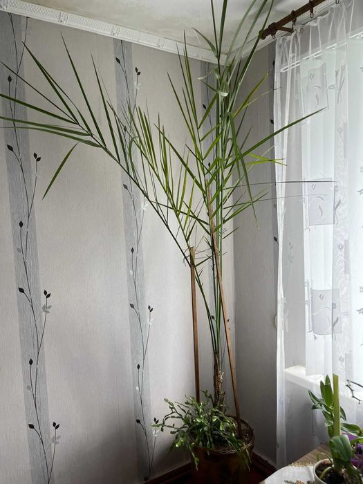 Фінікова пальма, безкоштовно