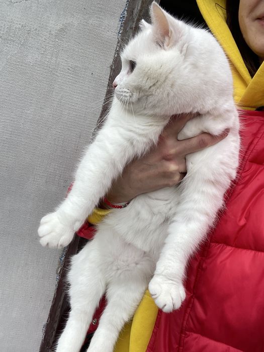 Біла кішка Сніжинка