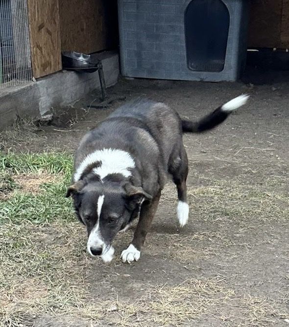 Отдаем бесплатно в добрые руки