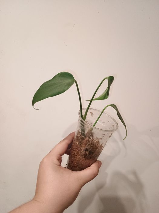Monstera burle Marx flame