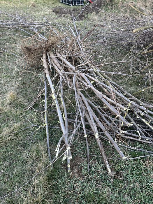 Oddam drzewo za darmo