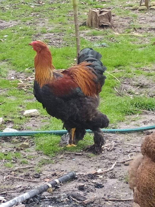Galo Brahma Perdiz