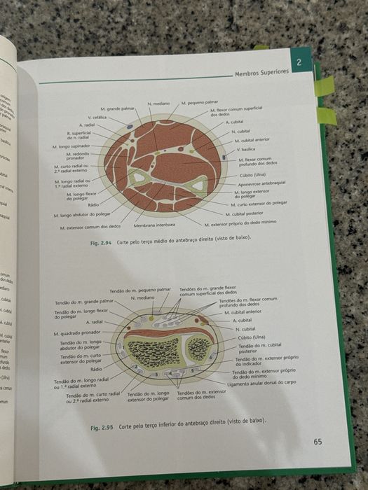 Atlas de Anatomia Novo
