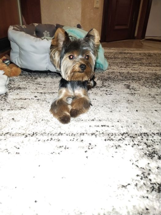 В'язка Йорк хлопчик