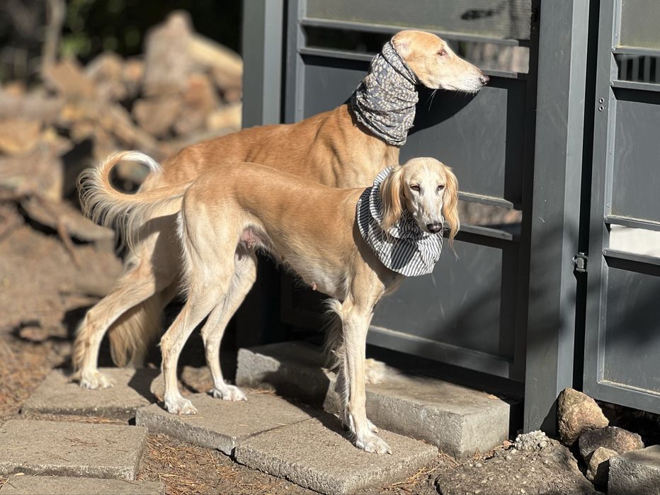Chary perski saluki  ZkwP ,FCI