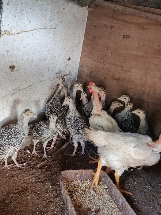 Vendo perus todos tamanhas
