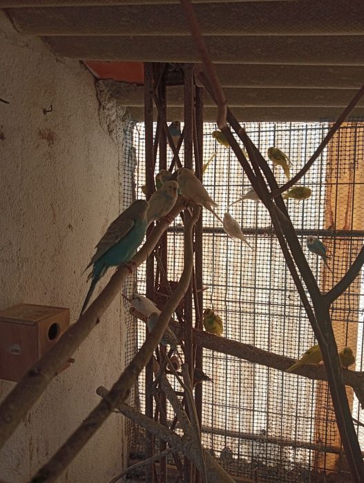 Piriquitos várias cores